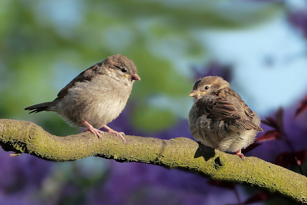 Le moineau domestique (Passer domesticus) est une espèce qui vit près de l'Homme. Il est qualifié d'espèce anthropophile © Pixabay